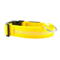 Collier lumineux pour chien - Royaume Animal